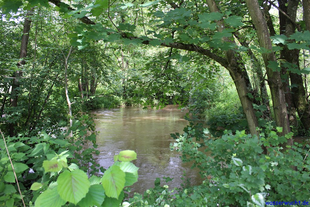 Die Pegnitz, hier bei Hohenstadt, ist teilweise ein Dschungelfluss