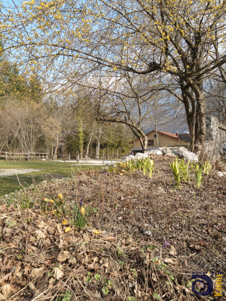 Die ersten Frühlingsboten im Camp Lazar.