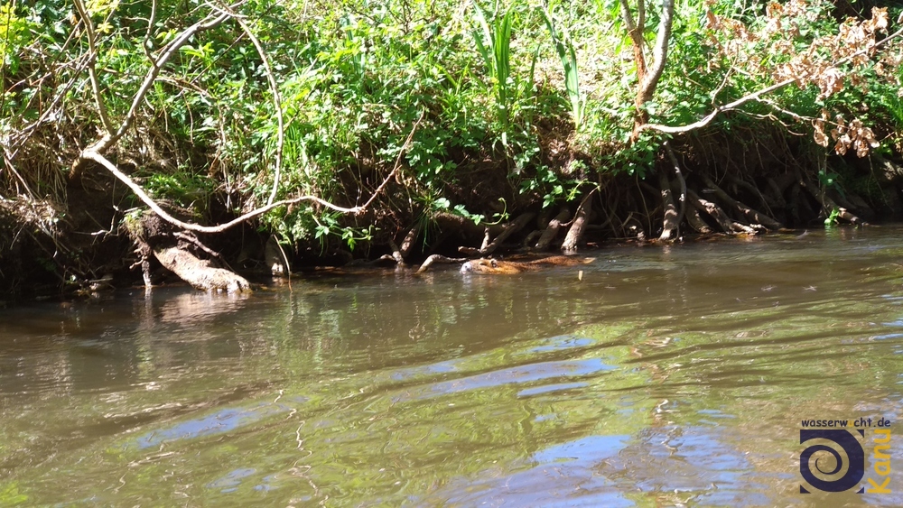 Frau oder Herr Nutria dreht seine Nachmittagsrunde und lässt sich durch uns nicht stören