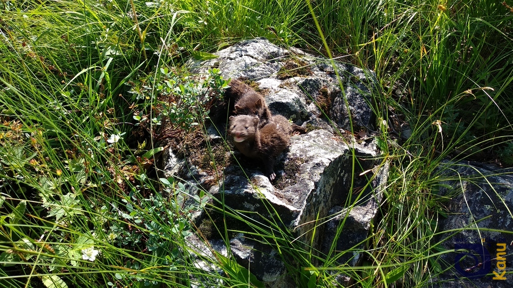 Zwei verspielte, junge Fischotter. Gutulia Nationalpark, Norwegen.