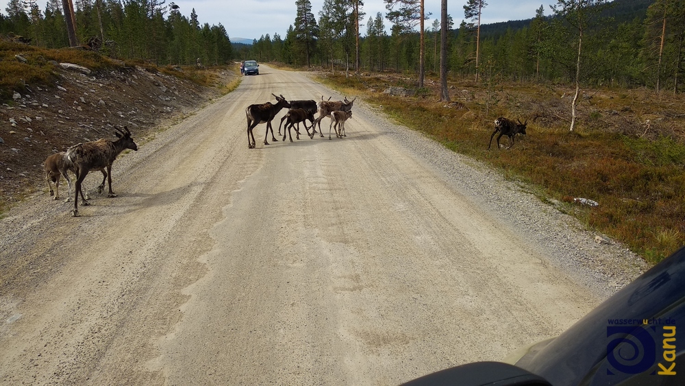 Ein Rudel Rentiere überquert die Straße. Femundsee, Norwegen.