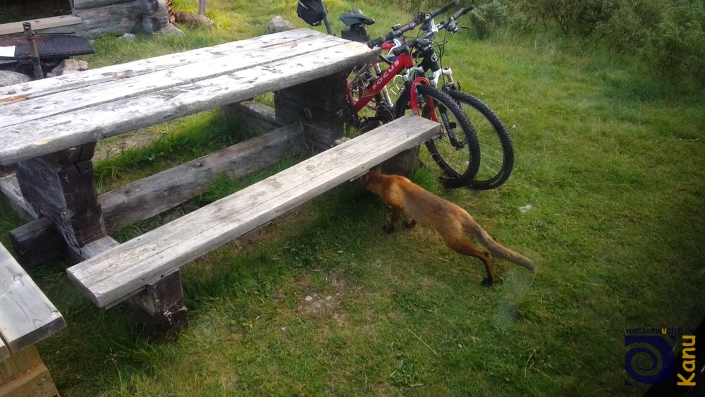 Morgens um 5 in Schweden. Ein neugieriger Fuchs.