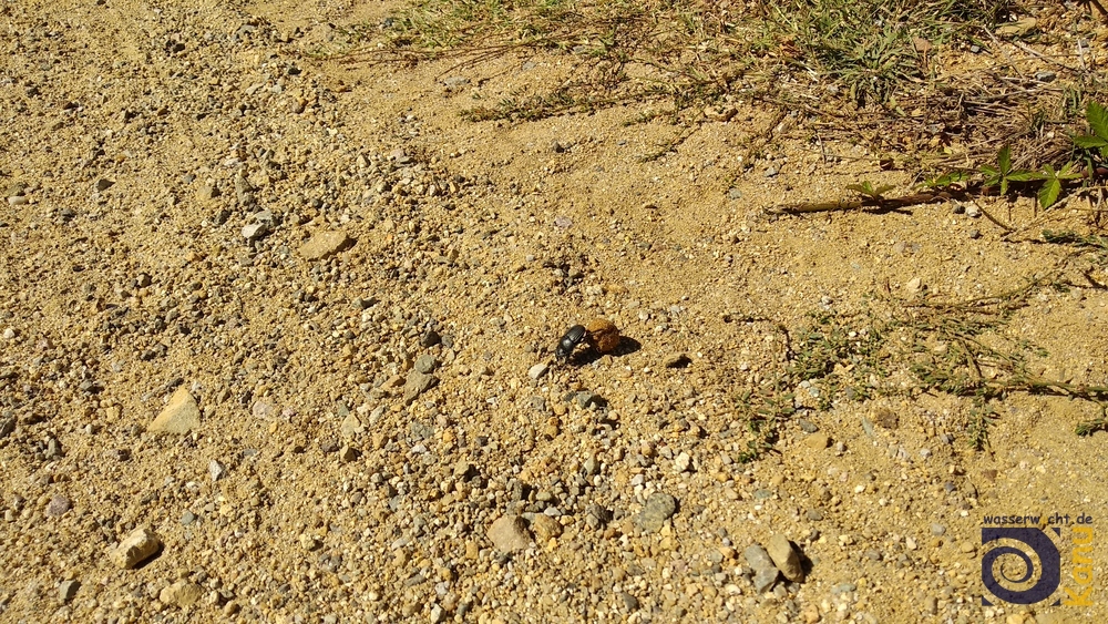 Ein Mistkäfer bei der Arbeit :-)